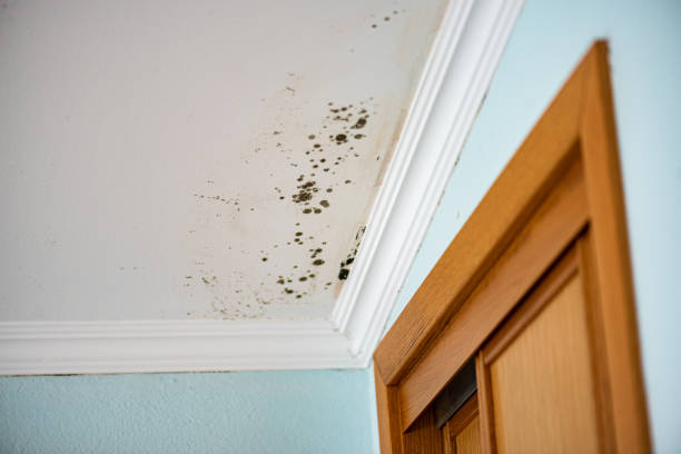 Best Mold Remediation for Vacation Homes  in Shawneetown, IL